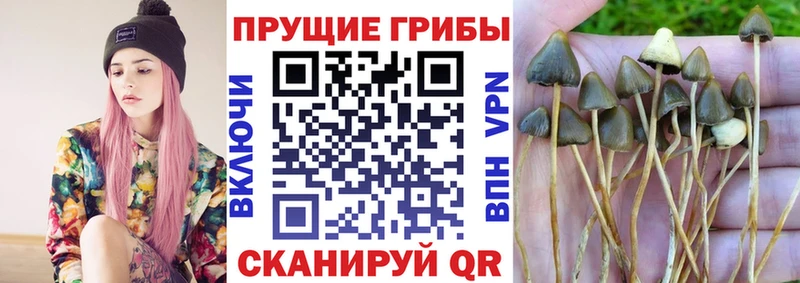 даркнет клад  Протвино  Псилоцибиновые грибы GOLDEN TEACHER 